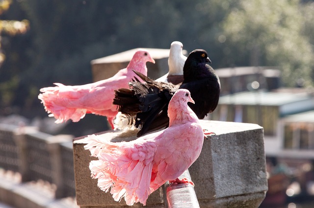 是对他在球 是对他在球