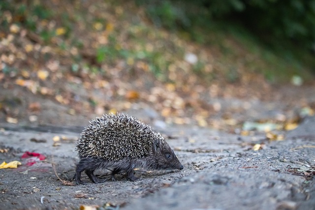 体育明星的 体育明星的
